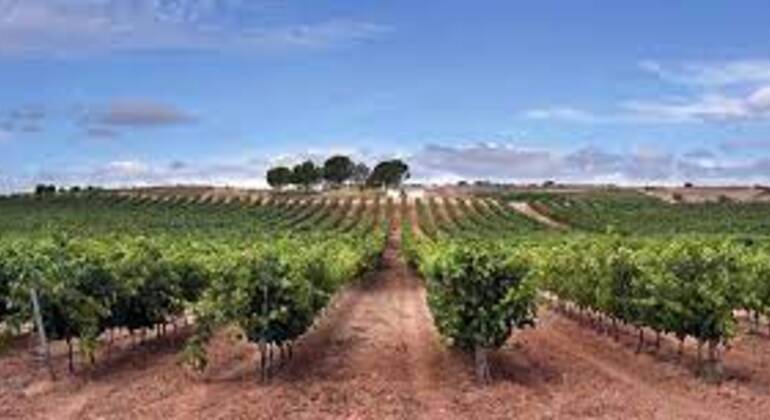 Free Tour: Ribera del Duero Vineyards, Spain