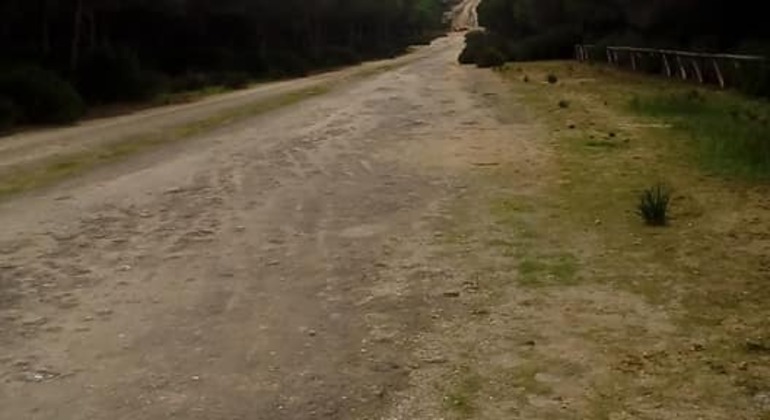 Route of Flora and Medicinal Applications in Pinar de Hierro, Spain