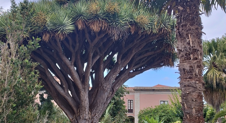 Tour of Icod de los Vinos, Spain